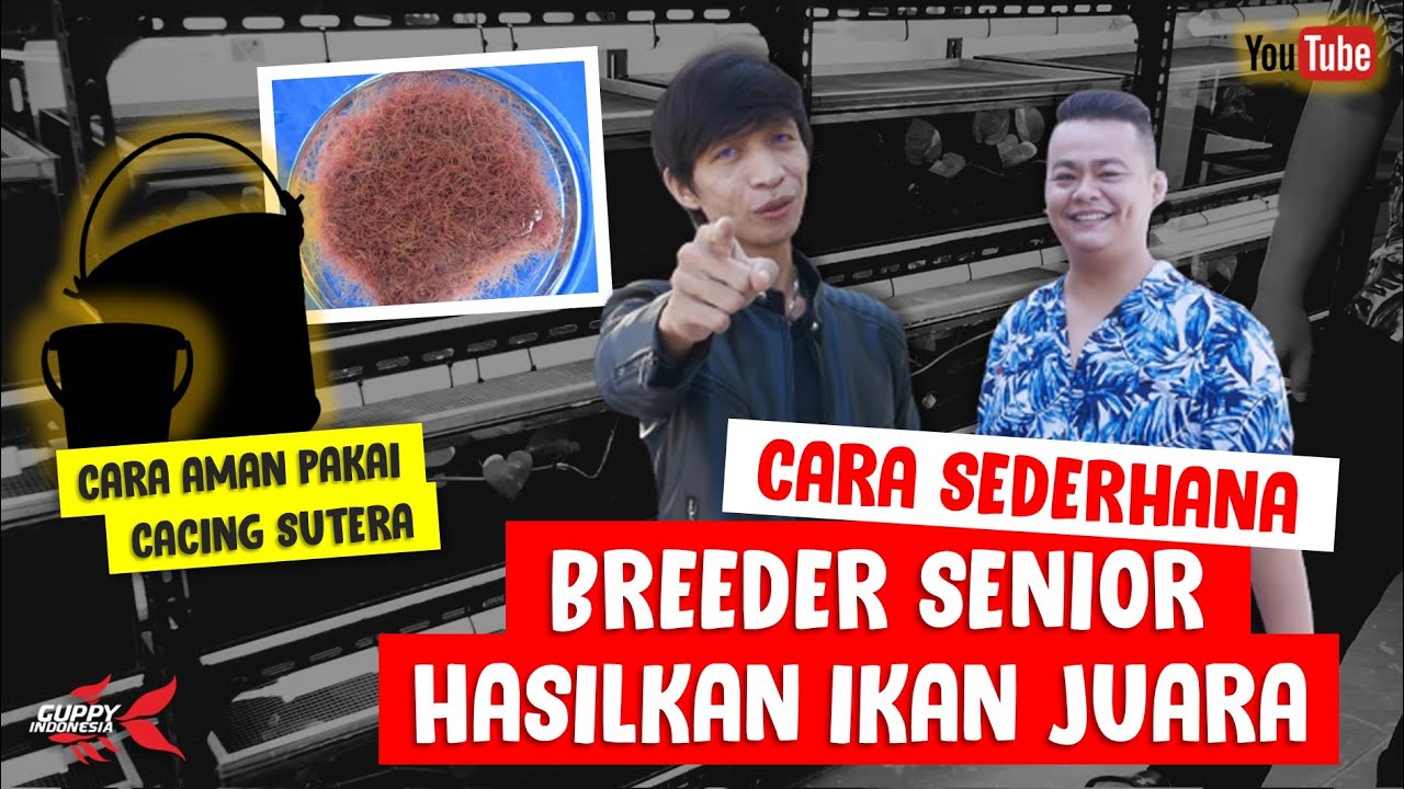 REVIEW FARM GUPPY MILIK JURI NASIONAL. FINE GUPPY FARM