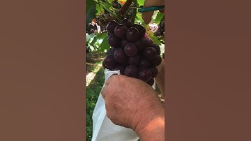 Grape farming🍇#grape #grapenation #pruninggrapevines #grapecity