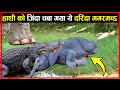 हाथी को जिंदा चबा गया ये दरिंदा मगरमच्छ | CLASH OF TITANS GORILLA VS ELEPHANTS