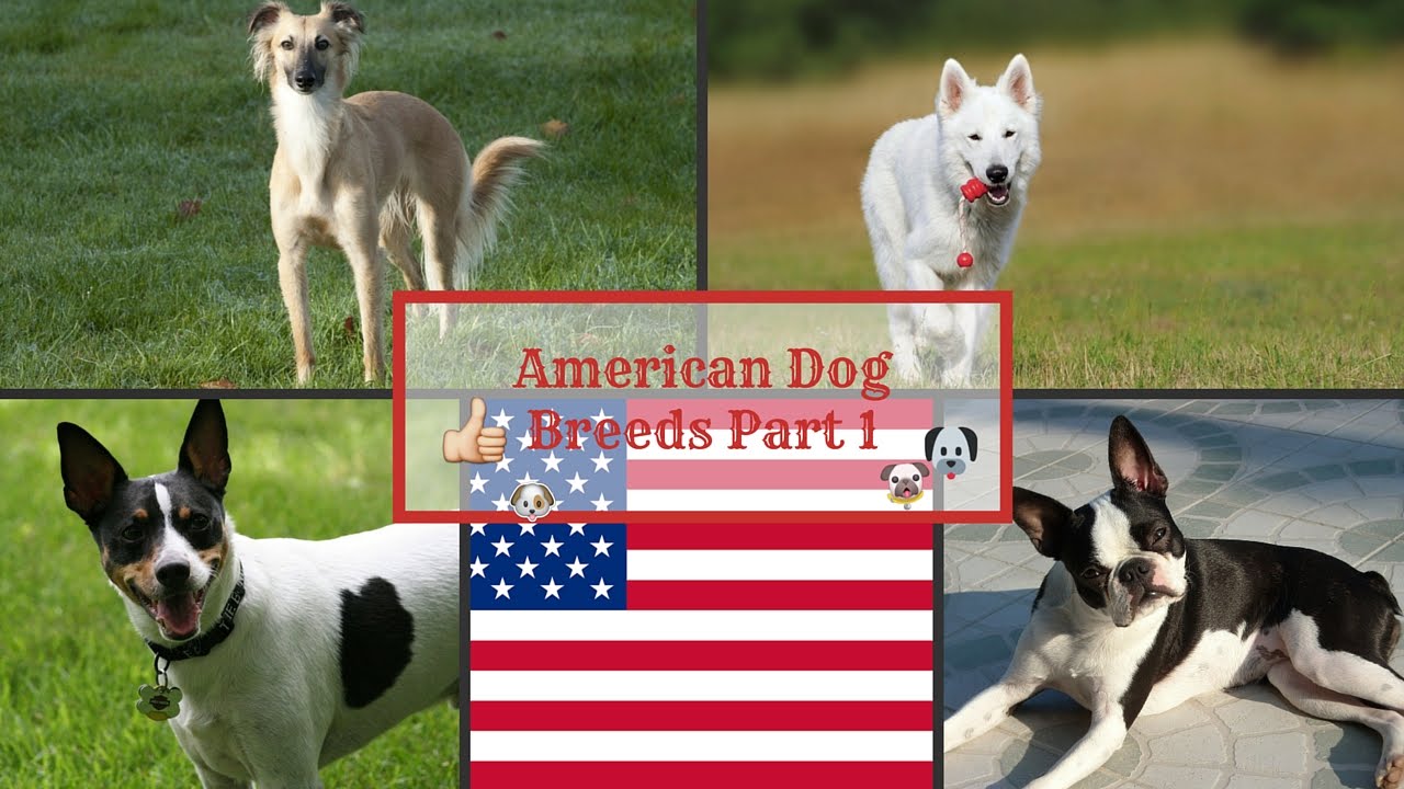 American Dog Breeds Part 1 YouTube