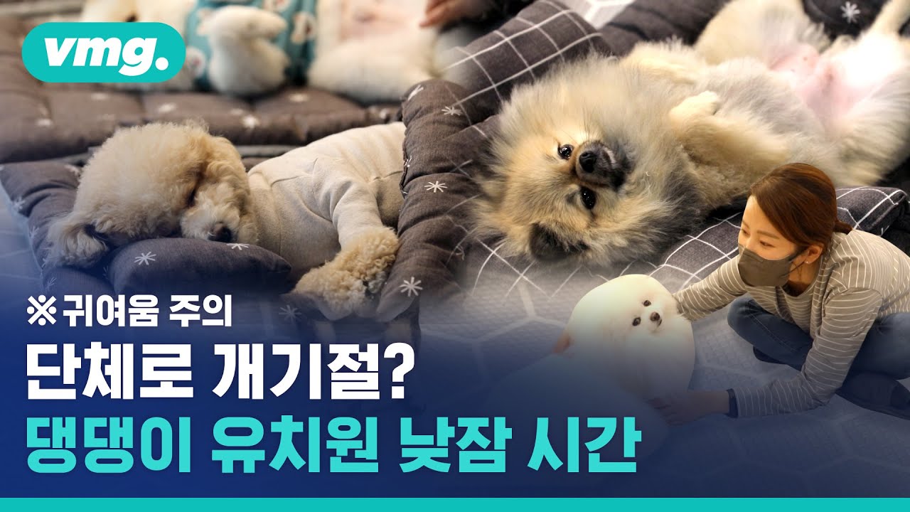 낮잠 자는 강아지 유치원, 정말 이렇게 잠든다고? | Puppy Kindergarten where dogs take nap? / 비디오머그
