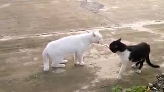 kucing joget zapin