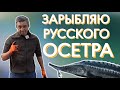 Запускаю в пруд русского осетра в глиняный пруд. Красивый осетр