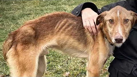 Patrick, Collie mix looking for good home. Rescued...