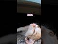 寝起きの仔猫が挨拶してくれた #shorts