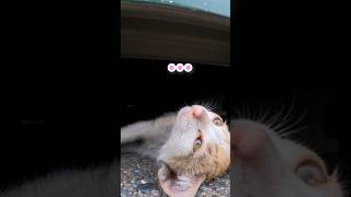 寝起きの仔猫が挨拶してくれた #shorts