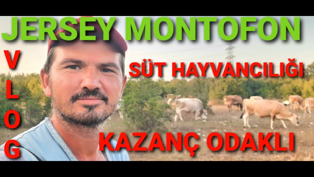 JERSEY MONTOFON/PRAKENDE SÜT SATIŞI/ANGUS İLE ŞAROLE MELEZLEME/MERA HAYVANCILIĞI.#mera #hayvancılık