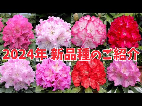 青いツツジは存在しない？限りなく青い品種5選と育て方のコツ