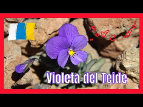 La Violeta del Teide