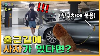 (ENG SUB) What if there's a lion in front of my car on the way to work? LOL