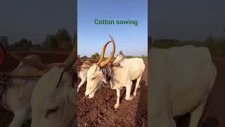 cotton sowing after harvesting wheat #cotton #blacksoil #agriculture #trending #shorts