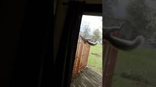 Squirrel licking my screen windows lol