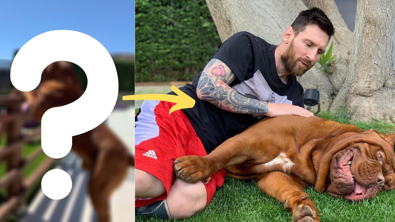 Champagne Optø, optø, frost tø Paradis What breed is Lionel Messi's dog? | El Futbolero US International Players