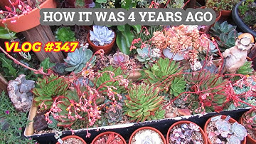 THE END OF MY SUCCULENT GARDEN | VLOG #347 Growing Succulent with LizK
