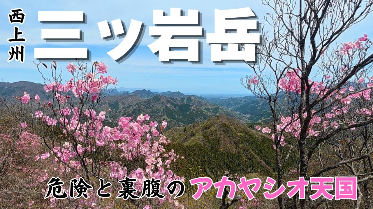 黄楊木 如意 小(HA437-2) 【公式通販】