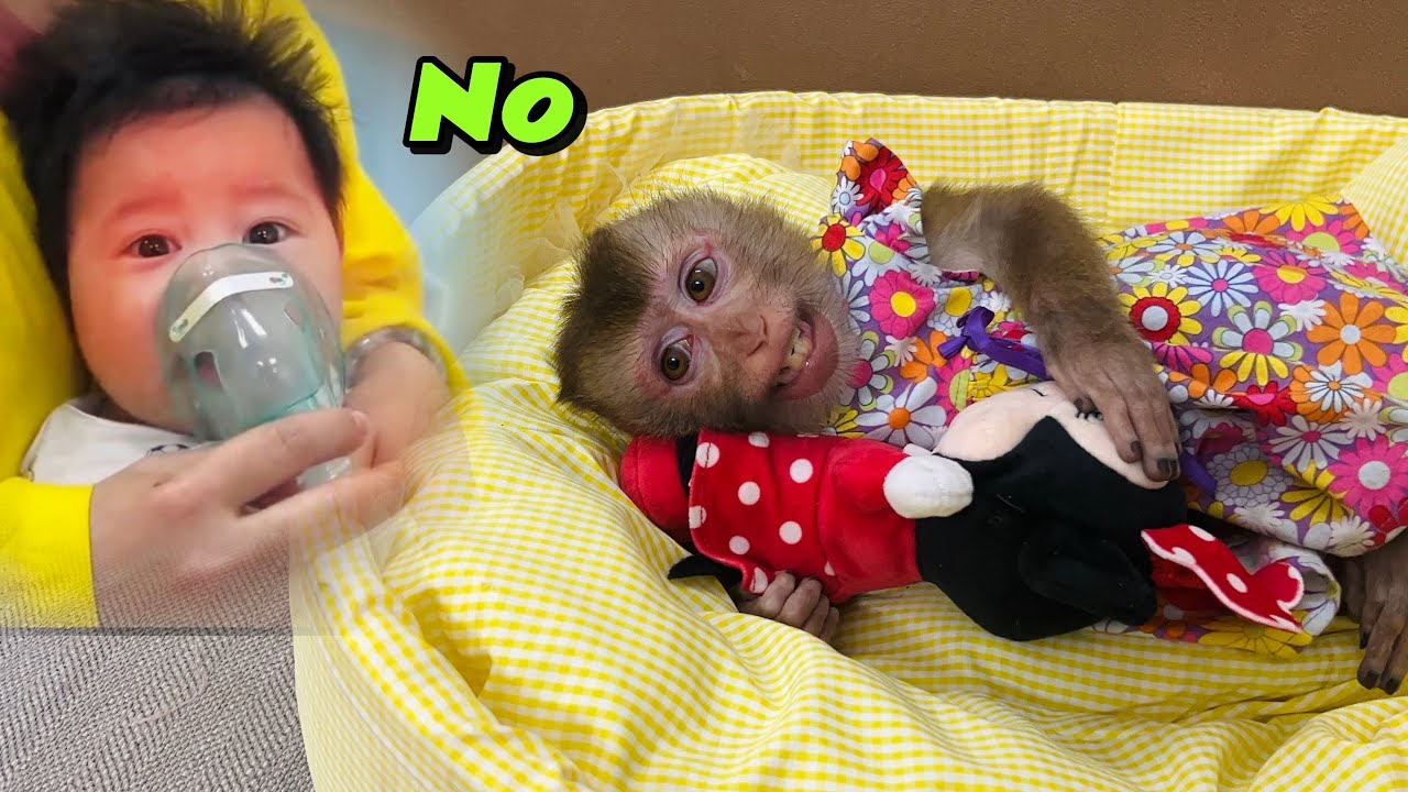 Diana the monkey is waiting for her mother and !baby to return from the hospital.