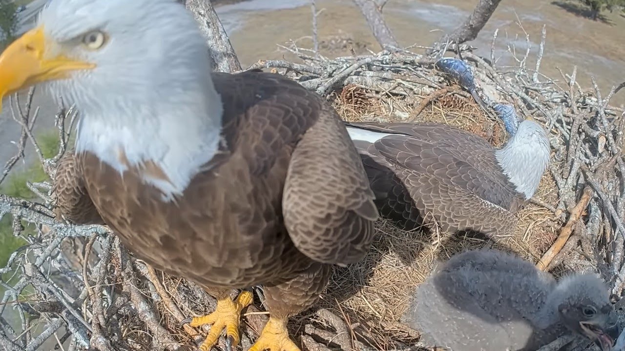 beautiful bird with nature Live Stream