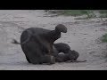 SafariLive Jan 11 - Cuteness overload...a tired baby Elephant!