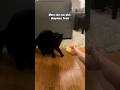 #cat #cats #animallife #funnyanimals #entertaininganimals #funnycats #веселыекоты