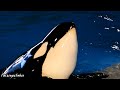 6pm orca encounter at seaworld san diego full show 03012024