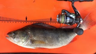 ОКУНЬ КАЖДЫЙ ЗАБРОС! Рыбалка в глухой Тайге 2019  | Рыбалка с Fishingsib