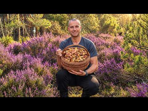 🍄‍🟫🇺🇸 1.5 HOURS AND... A FULL BASKET!!! 😱 THE GOLDEN BOLETES ARE GOING CRAZY!!! 🍄‍🟫🍄‍🟫🍄‍🟫