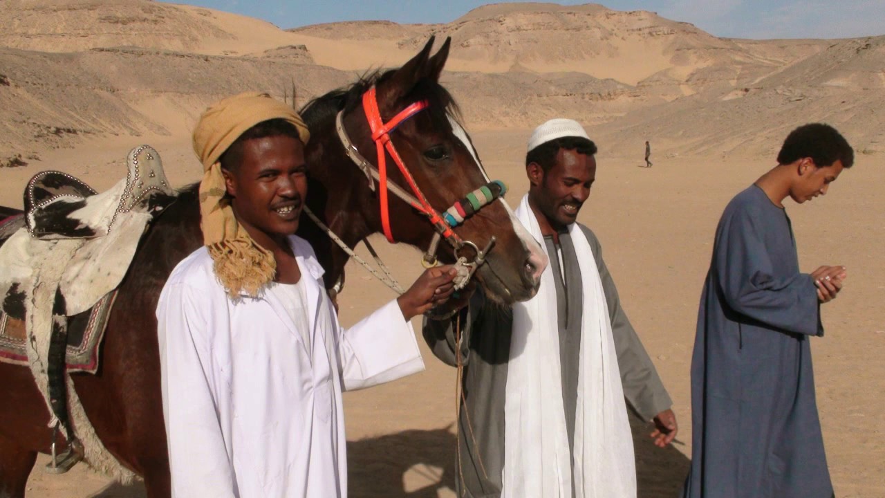 خيول عربية اصيلة . خيول مرماح دراو 2019 ..وصور الجمهور .