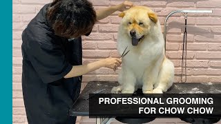 PROFESSIONAL GROOMING FOR CHOW CHOW | Life With Crumpet The Corgi & Butter The Chow Chow