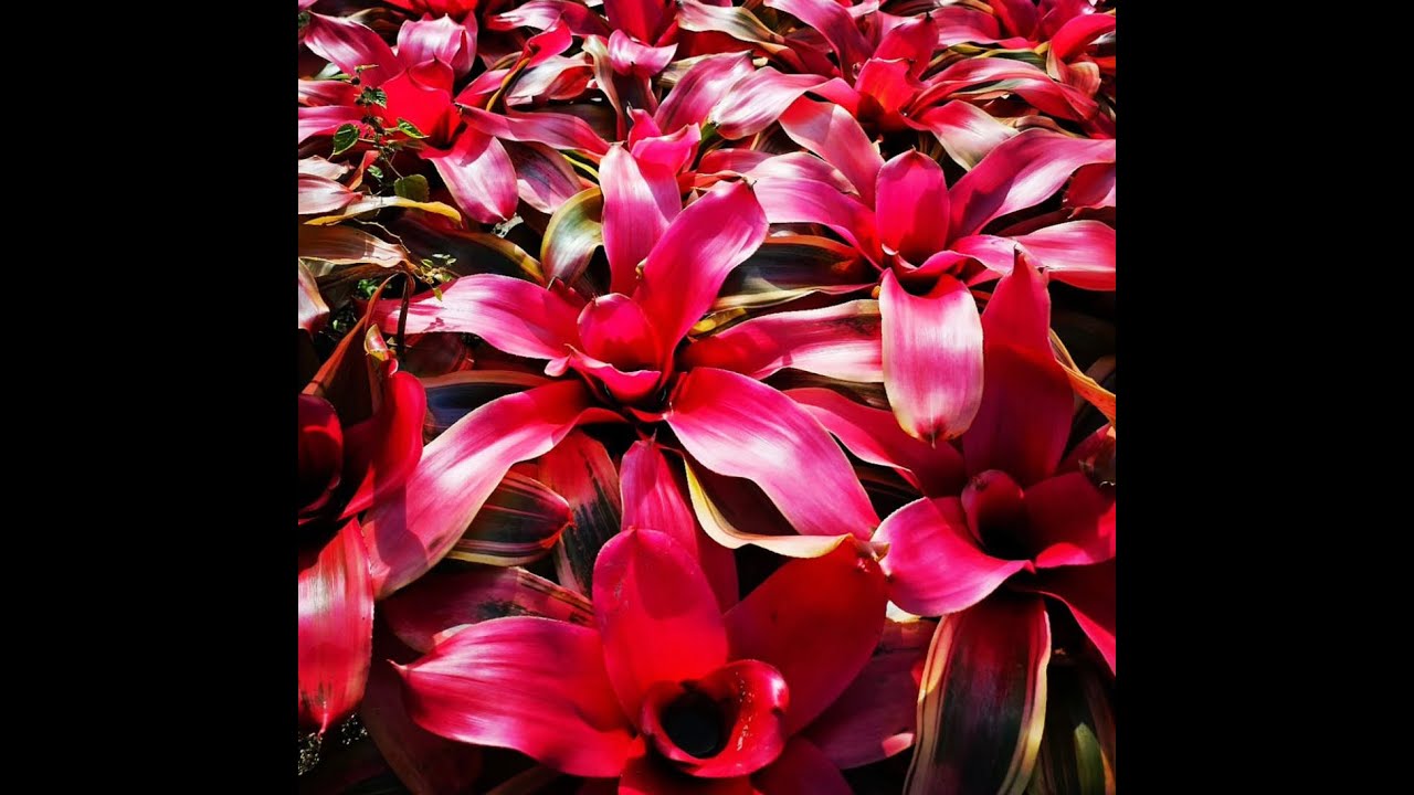 Grant's Farm at the Landscape Show 2023--Orando, FL