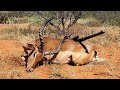 Solo impala hunt limpopo south africa cooking liver and kidneys covid19 lockdown 1