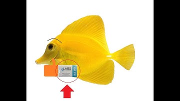 Blue keycard Sheeeeesh