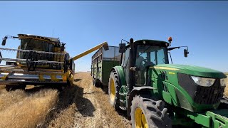 buğday hasadı | 150 dekar sulu tarla | newholland tc5.90 | john deere 6115m 15 tonluk römorkla