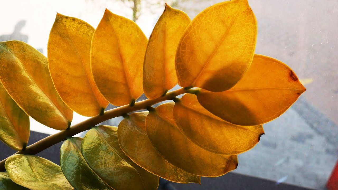 Почему желтеют листья у замиокулькаса что делать. Замиокулькас пожелтела 1 ветка.