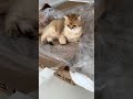 Доставки  в Испании