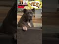 Beefy Pittie: Expensive, but Worth Every Penny! #pittiepals #pitbullpuppy #pitty