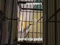 Pijantung Joss Buat Masteran Kacer Murai Pentet Cijo Mp3 - Mp4 Download