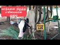 Cow Lifting Machine | மாடு தூக்கும் இயந்திரம்