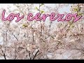 Flor de cerezo en corea ♣ [coreanita_Vlog]