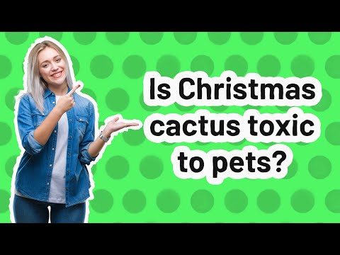 Video: Christmas Cactus And Pets - Christmas Cactus Toxic To Dog or Cat