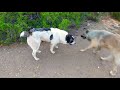 Caucasian Shepherd - Armenian gampr - Australian Shepherd