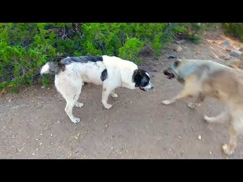 Caucasian Shepherd -