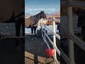 Horse Love! #horse #horsewisdom #holistichorse #horseriding #fypp #automobile