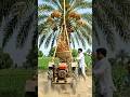 Khajur Pane Ka Desi Tractor Jugaad 🌴🚜 #shorts #viral #desijugaad #funny