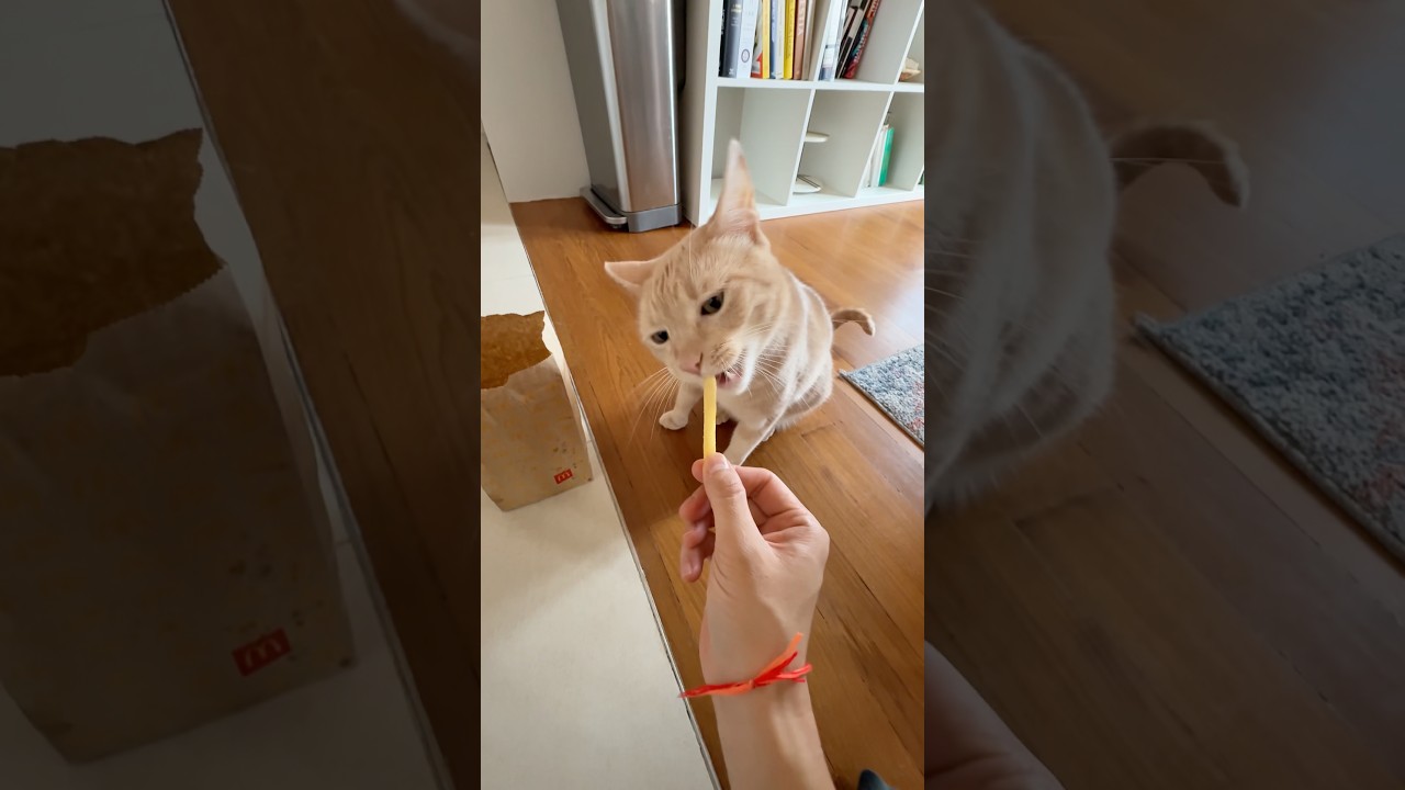 féfé protects the french fries