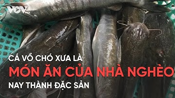 Cá vồ chó xưa là món ăn của nhà nghèo nay thành đặc sản
