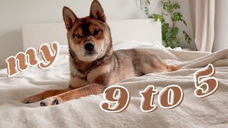 WFH ROUTINE with a puppy SHIBA INU