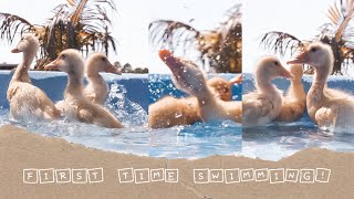 baby ducks' first time swimming. *ADORABLE*