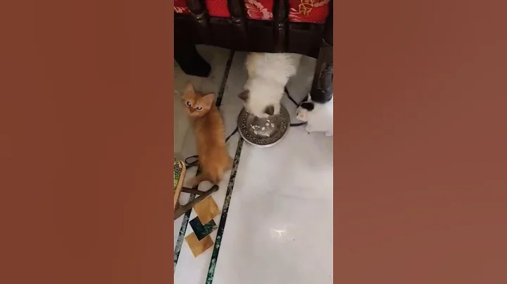 Video 9797071: persian cat eating food, baby persian cat food, cute persian cat eating, cat food chicken