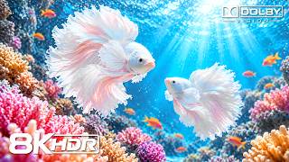 Download Lagu Colorful Betta Fish Paradise in Beautiful 8K HDR | Dolby Vision™