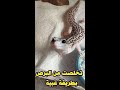 الطريقة الغبية للتخلص من البرص الوزغ في المنزل Gecko Shorts الطريقة الغبية للتخلص من البرص الوزغ في المنزل Gecko Shorts
